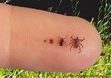4 Reasons Poppyseed-Sized Ticks Are More Dangerous Than Adult Ones