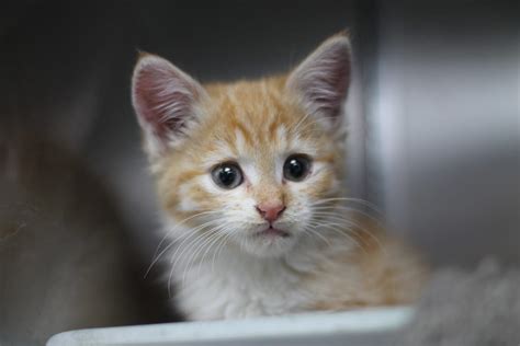 Adopt Kitten Kittens Available For Adoption Hamilton Hamilton Spca
