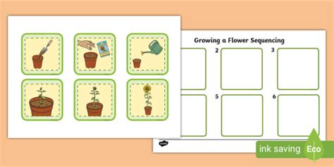 6 Step Sequencing Growing A Flower Teacher Made