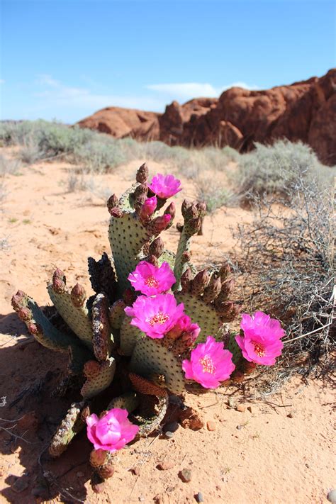 Sahara Desert Cactus Flower