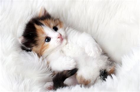 71 Wallpaper Kucing Yang Cantik Free Download Myweb