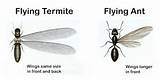 Difference Between Termite And Flying Ant Images
