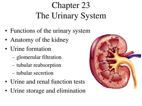 Ppt Chapter 23 The Urinary System Powerpoint Presentation Free