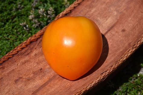 Orange Oxheart Tomato Solanum Lycopersicum Orange Oxheart In Reno