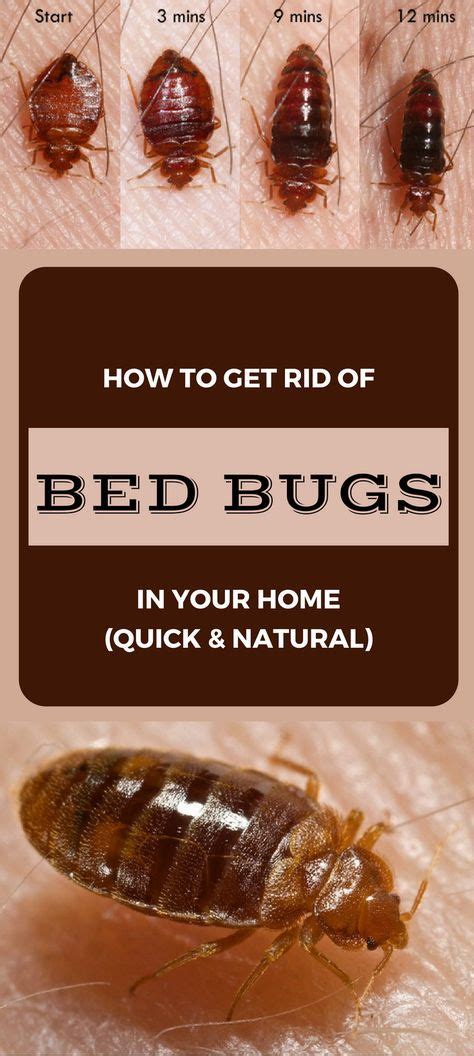 Learn How To Get Rid Of Bed Bugs In Your Home Quick And Natural Rid Of Bed Bugs Bed Bugs