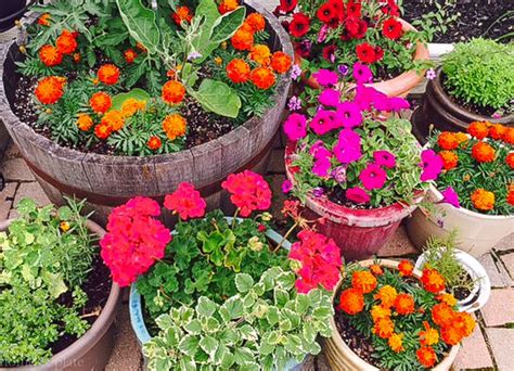 Simple Patio Container Gardens — Home And Plate Easy