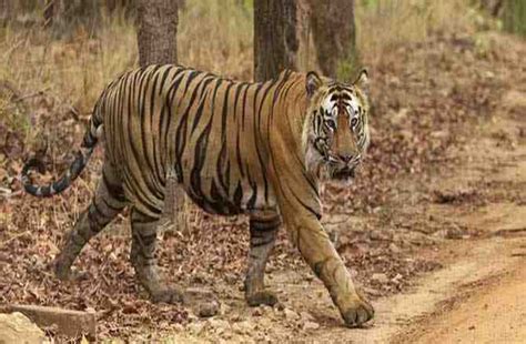 Odisha Government Will Return Our Bandhavgarh Tigre