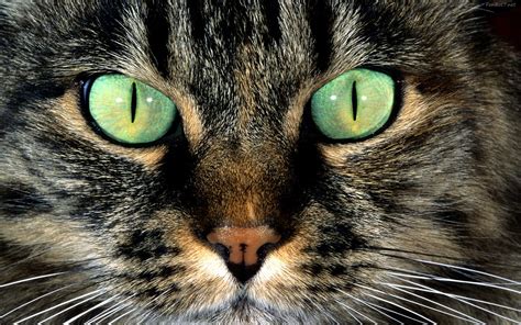 Beautiful Cats Eyes Cute Wild Animals Wild Animal Wallpaper Cats