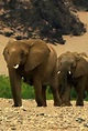 Los secretos de los elefantes (Series): Los elefantes del desierto ...