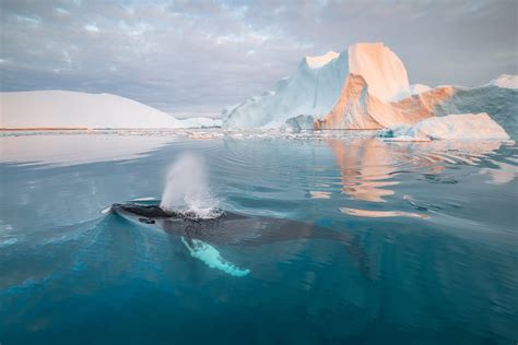 Hello Humpback Foto And Bild Fotos Nikon Sunset Bilder Auf