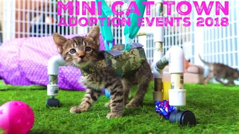 Interested in adopting a cat to love from a. Mini Cat Town: Adoption Events 2018 - YouTube