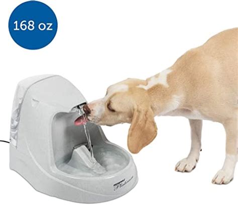 The 16 Best Dog Water Fountains Of 2021
