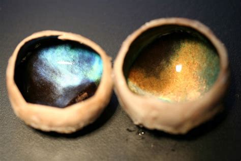 Why Are Reindeer Eyes Golden In Summer But Blue In Winter Tapetum