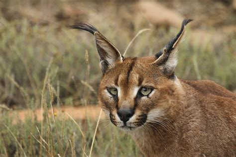 Caracal Head Wallpapers Hd Desktop And Mobile Backgrounds