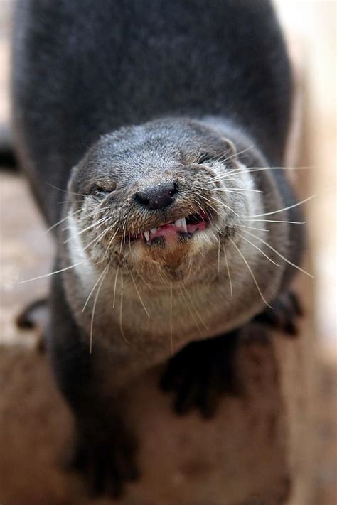 Otter Smile Photograph By Brittney Powers Fine Art America