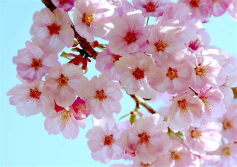 Japanese Cherry Blossoms Photo 1400994