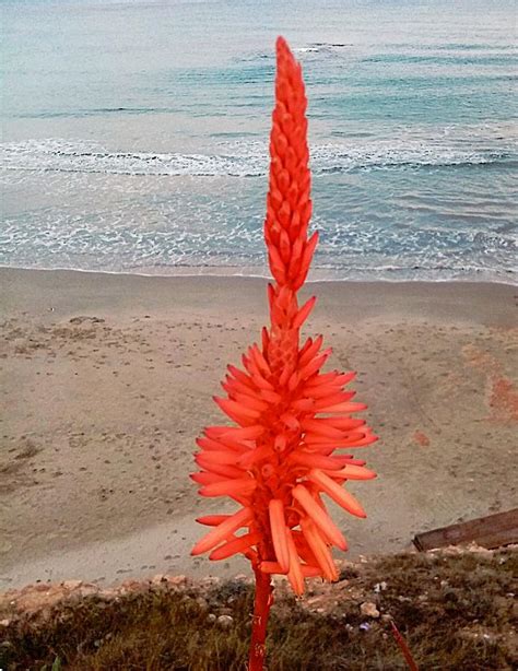 Tall Red Flower Photograph By John Hughes Pixels