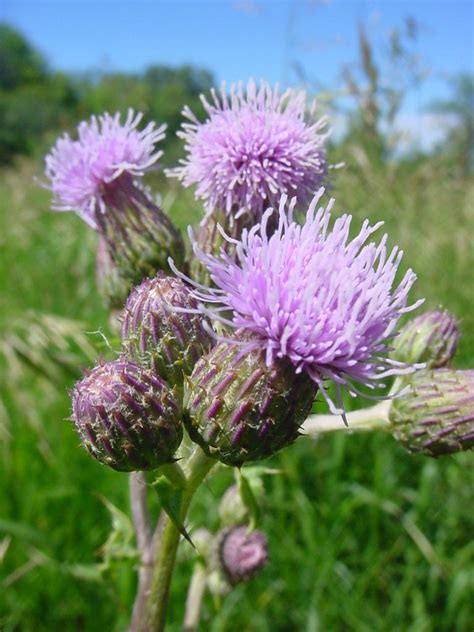 Invasive Plants — Washington Conservation District