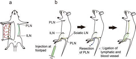 Schematic Diagram Illustrating A Lymphatic Flow Modified Mouse A