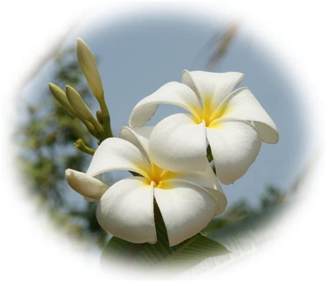 White Plumeria Flowers Photo 28658813 Fanpop
