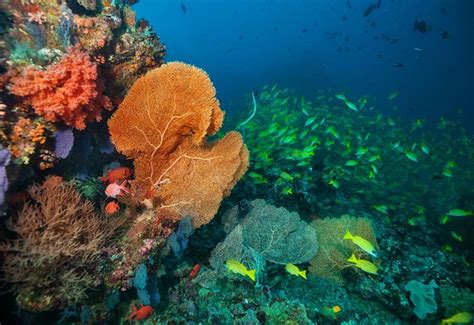 Animales De Los Arrecifes De Coral Descripción Del Hábitat
