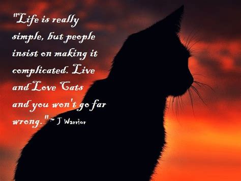 Pin by Cindy Bentley on Cat Quotes | Cat quotes, Internet cats