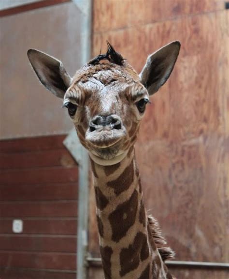 Photos San Francisco Zoo Welcomes Baby Giraffe Abc7 New York