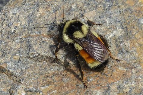 When the water has boiled down to 1/3 of its volume, remove from heat and let the mixture cool down. How to Get Rid of Bumble Bees: Expert Recommendations