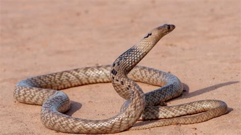 The Western Brown Snake Explained