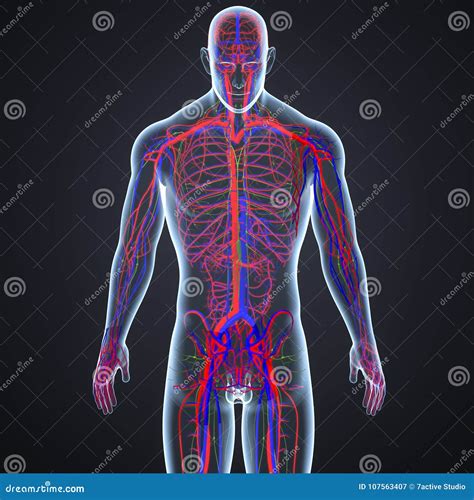 Arteries Veins And Lymph Nodes In Human Body Anterior View Royalty