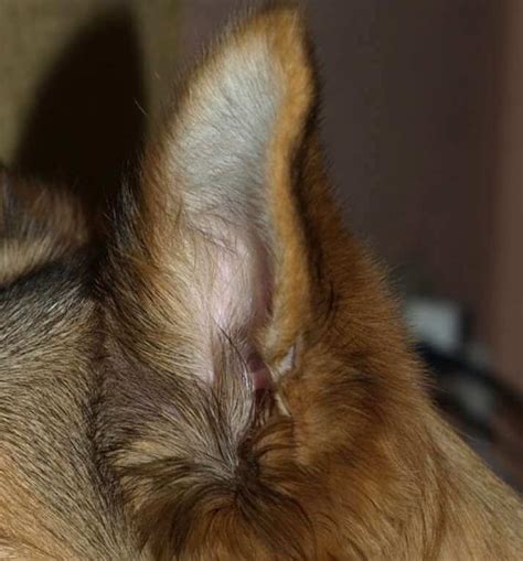 Otitis en perros Síntomas causas y tratamiento Guía Completa