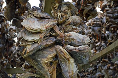 Dried Stockfish Stockfish Cod From Norway Buy Dried Stockfish Dried