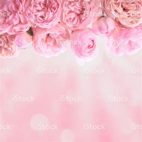 Pink Roses Border Wedding Background For Design Flower Backgrounds