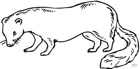 25 Coloring Pages Mammals Weasels