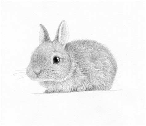 Cute Rabbit Drawing Realistic Bunny Drawing