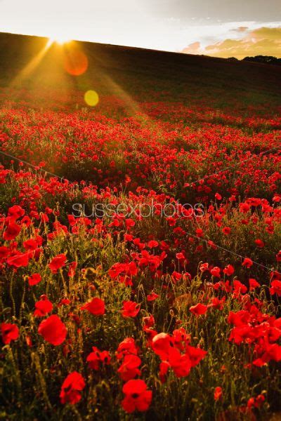Poppy Fields Photos And Pictures Prints And Canvas Of Poppy Fields