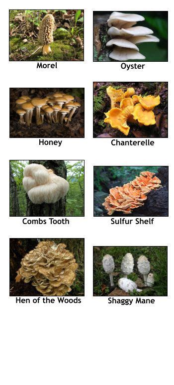 Edible Shelf Mushroom Identification