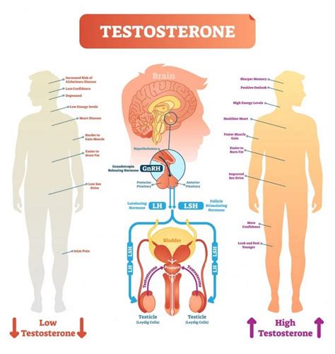 hormones in male reproductive system std gov blog