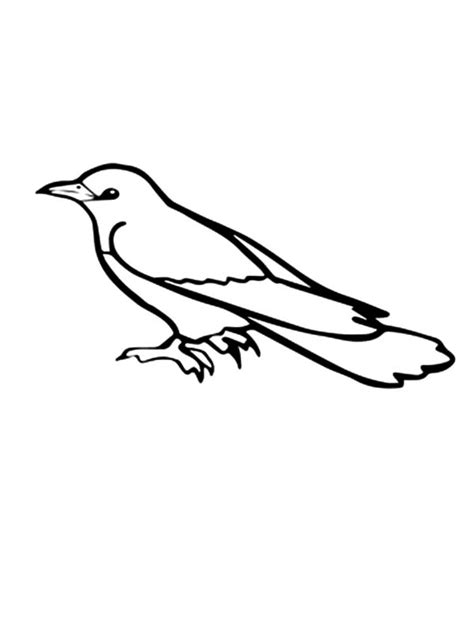 Common Cuckoo Bird Coloring Pages : Coloring Sky