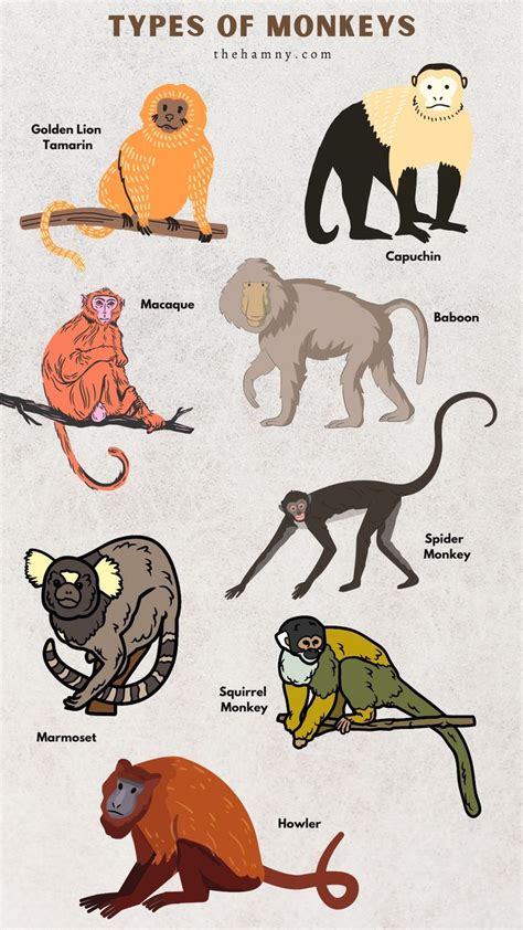 Types Of Monkeys Howler Monkey Squirrel Monkey Sock Monkey Tropical