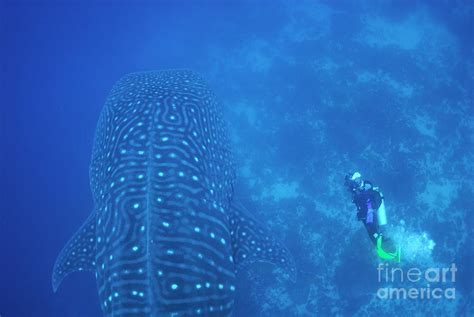 Diver Filmming A Whale Shark Photograph By Sami Sarkis Fine Art America