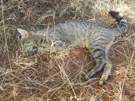 Feral Felines The Ultimate Killing Machines Sporting Shooters
