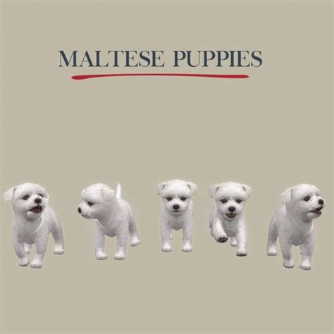 Maltese Puppies At Leo Sims Sims 4 Updates