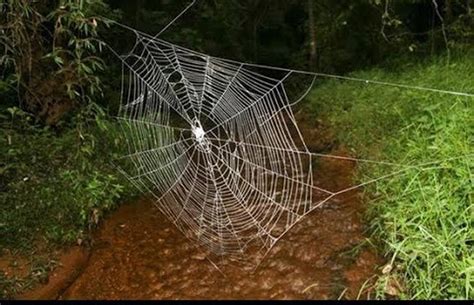 Ovo je najveća paukova mreža na svijetu! Široka je 25 metara | 24sata