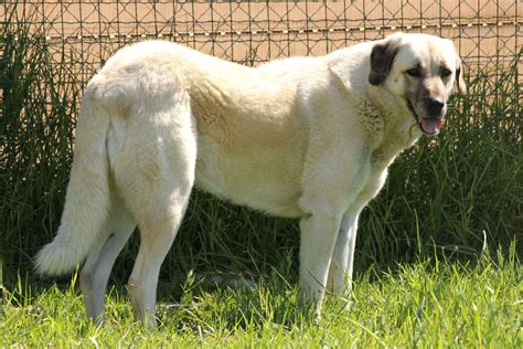 Anatolian Shepherd Dog All Big Dog Breeds