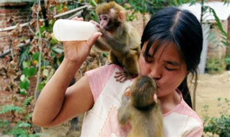 The Wife Who Breastfeeds Monkeys Chinas Top Primate Trainer Reveals