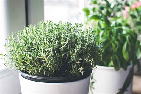 How To Grow Thyme Indoors The Kitchen Herbs