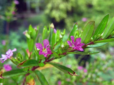 Japanska Mirta Cuphea Hyssopifolia Plantea