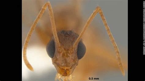 النمل المجنون يهدد جنوبي الولايات المتحدة
