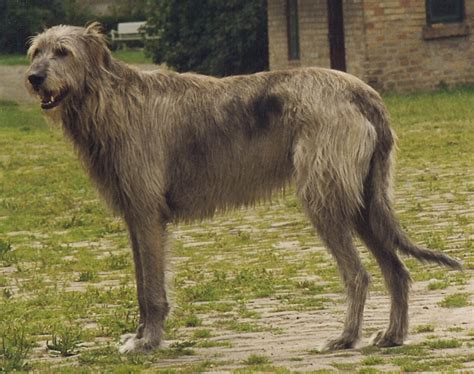 Irish Wolfhound Breed Guide - Learn about the Irish Wolfhound.